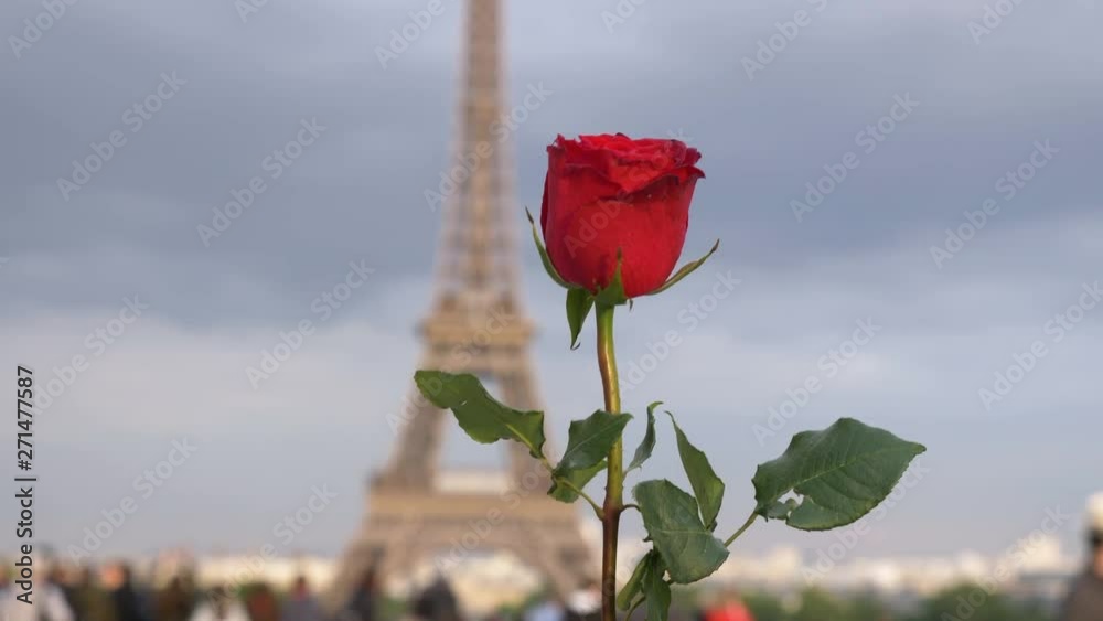 Romantic Rose in front of the Eiffel Tower in Paris, France 4K Beautiful Romantic Rose in front of the Eiffel Tower in Paris, France 4K Beautiful