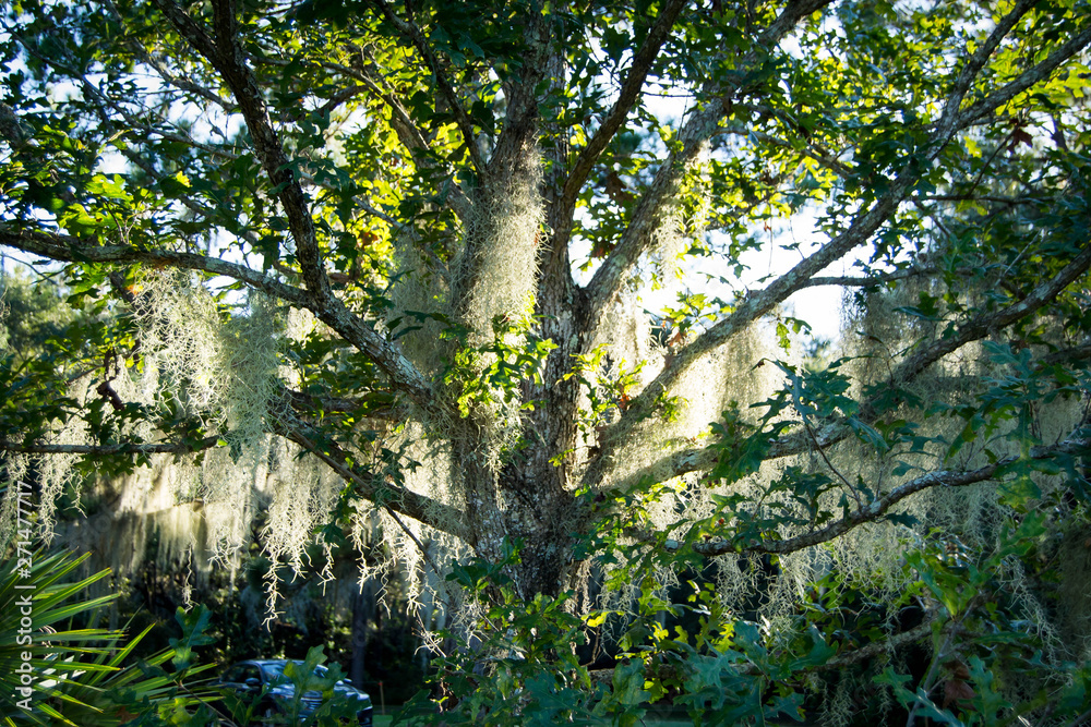Fototapeta premium Tree with Spanish moss