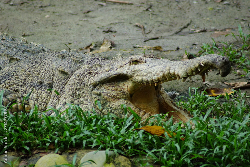 Obraz premium Cocodrilo