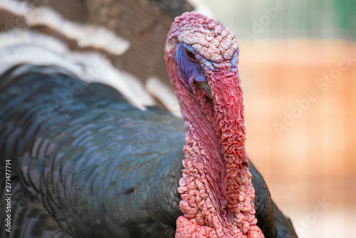 close up photo of ugly domestic male turkey head with red skin and red featherss