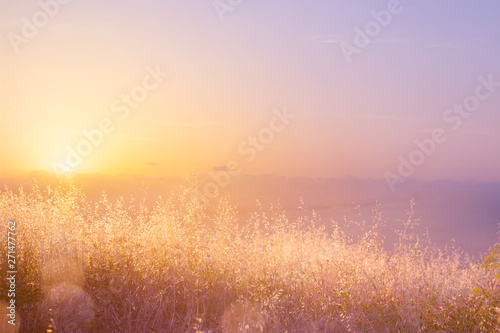Art abstract natural background; summer sunny meadow