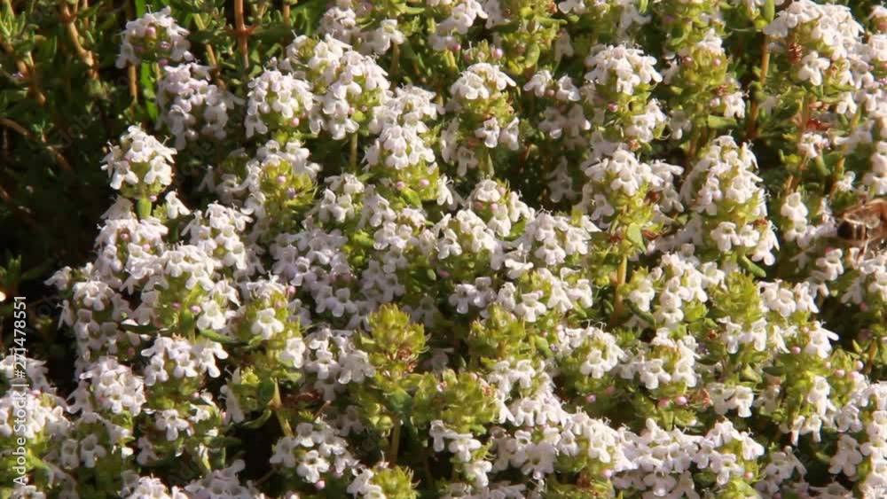 Abeilles butinant sur des fleurs de thym Abeilles butinant sur des fleurs de thym