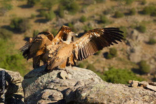 The griffon vulture (Gyps fulvus) sitting on the rock with green background. Vultures on the rock in the Spanish mountains.