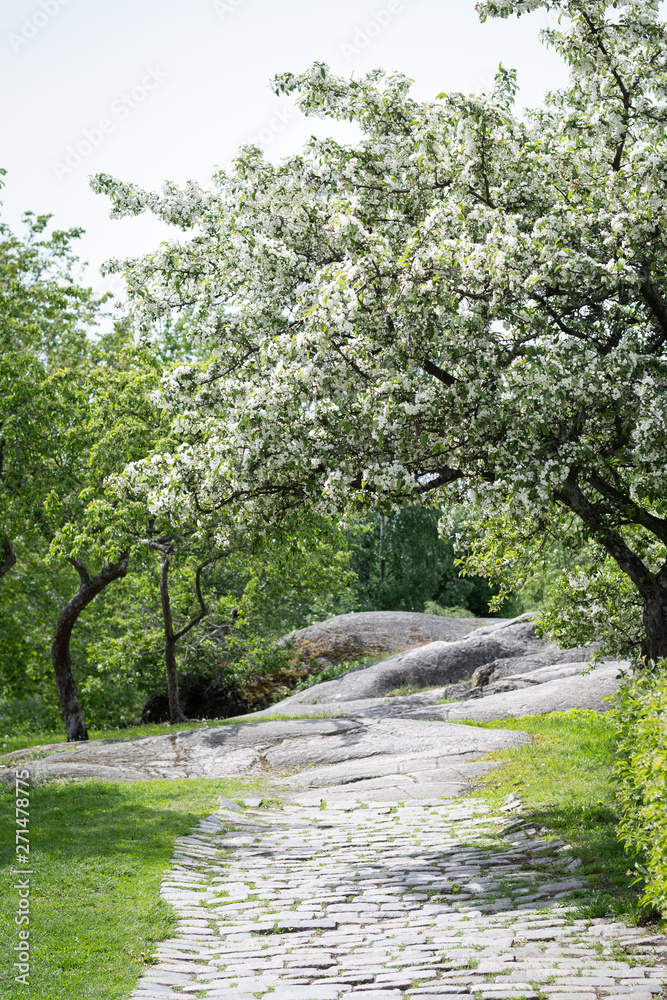 Path in a park under a blooming appletree in spring Path in a park under a blooming appletree in spring