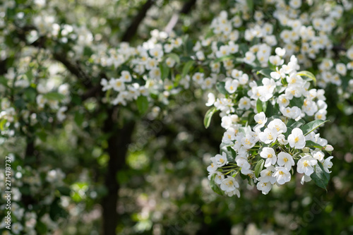 Beautiful appletree with white flowers in spring