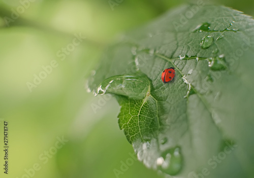 Big beautiful drop of transparent rain water and ladybug on a green leaf, macro, blurred background.