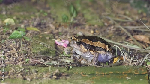 a Banded bullfrog is breathing and walking away