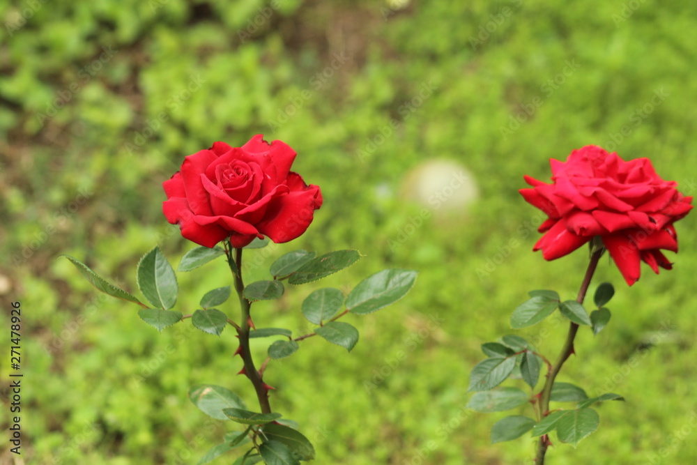 Two bright red roses in a garden Two bright red roses in a garden