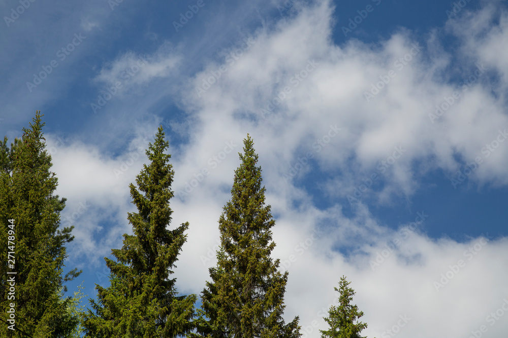 Fir on background of blue sky. Copy space. Fir on background of blue sky. Copy space.