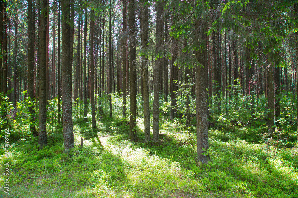 Beautiful summer landscape in the forest with a Christmas tree and pine. Beautiful summer landscape in the forest with a Christmas tree and pine.