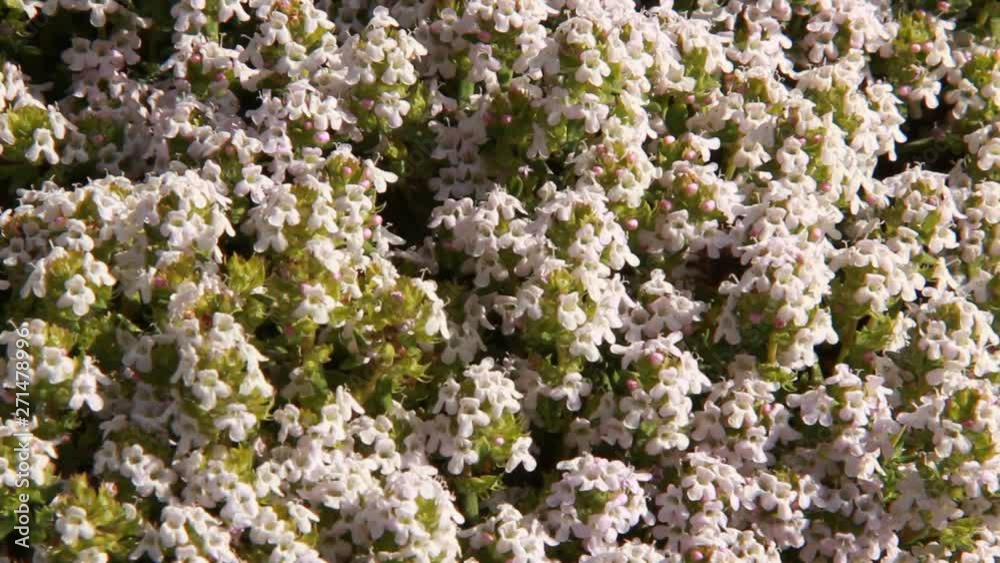 Abeilles butinant sur des fleurs de thym Abeilles butinant sur des fleurs de thym