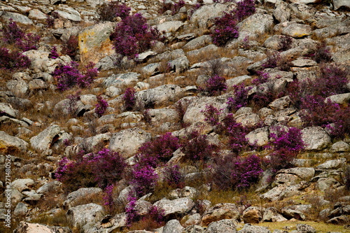 Russia. Mountain Altai. Chuyskiy tract in the period of the flowering of Maralnik (Rhododendron Ledebourii).