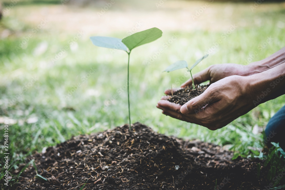 Planting a tree, Two hands of young man were planting the seedlings and