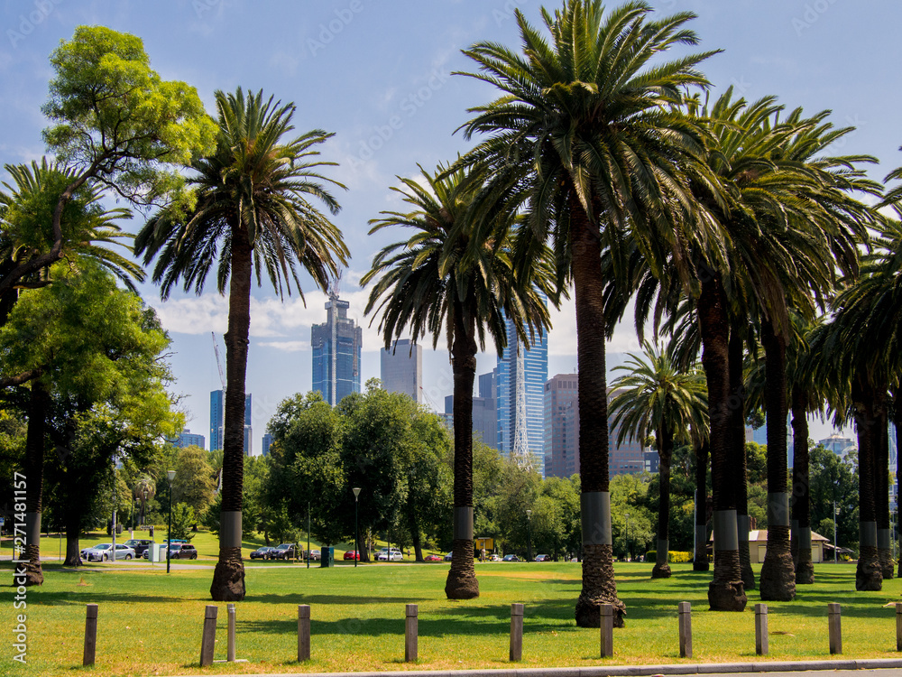 Beautiful palm trees line the shores of the river Yarra in Melbourne, South Australia