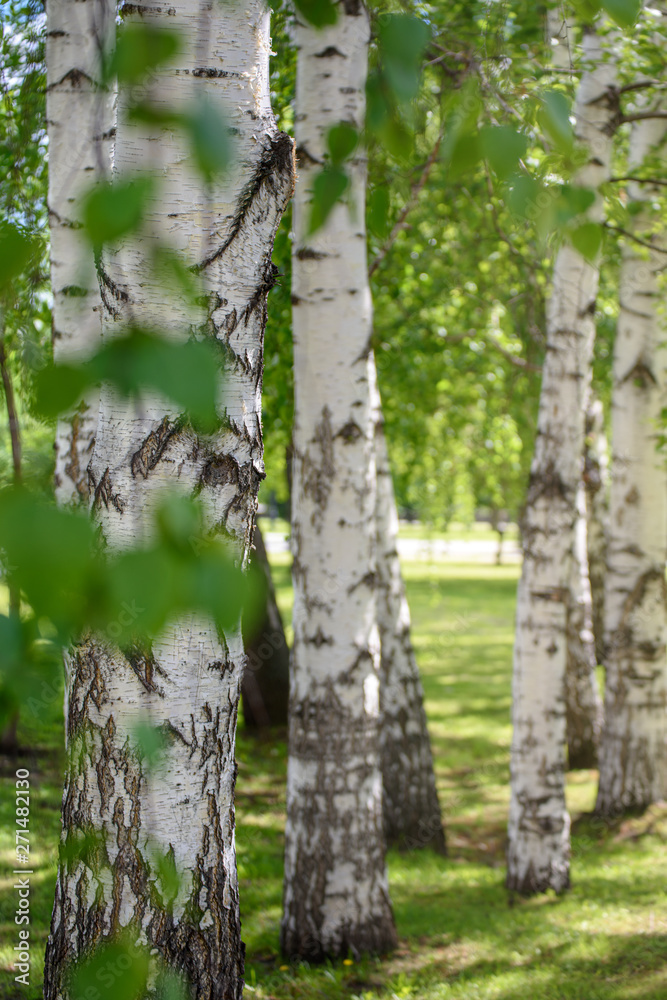 birches in a row close-up with blurred background on a Sunny day birches in a row close-up with blurred background on a Sunny day
