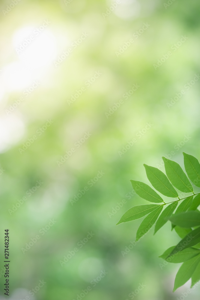 Close up of nature view green leaf on blurred greenery background under sunlight with bokeh and copy space using as background natural plants landscape, ecology wallpaper concept. Close up of nature view green leaf on blurred greenery background under sunlight with bokeh and copy space using as background natural plants landscape, ecology wallpaper concept.