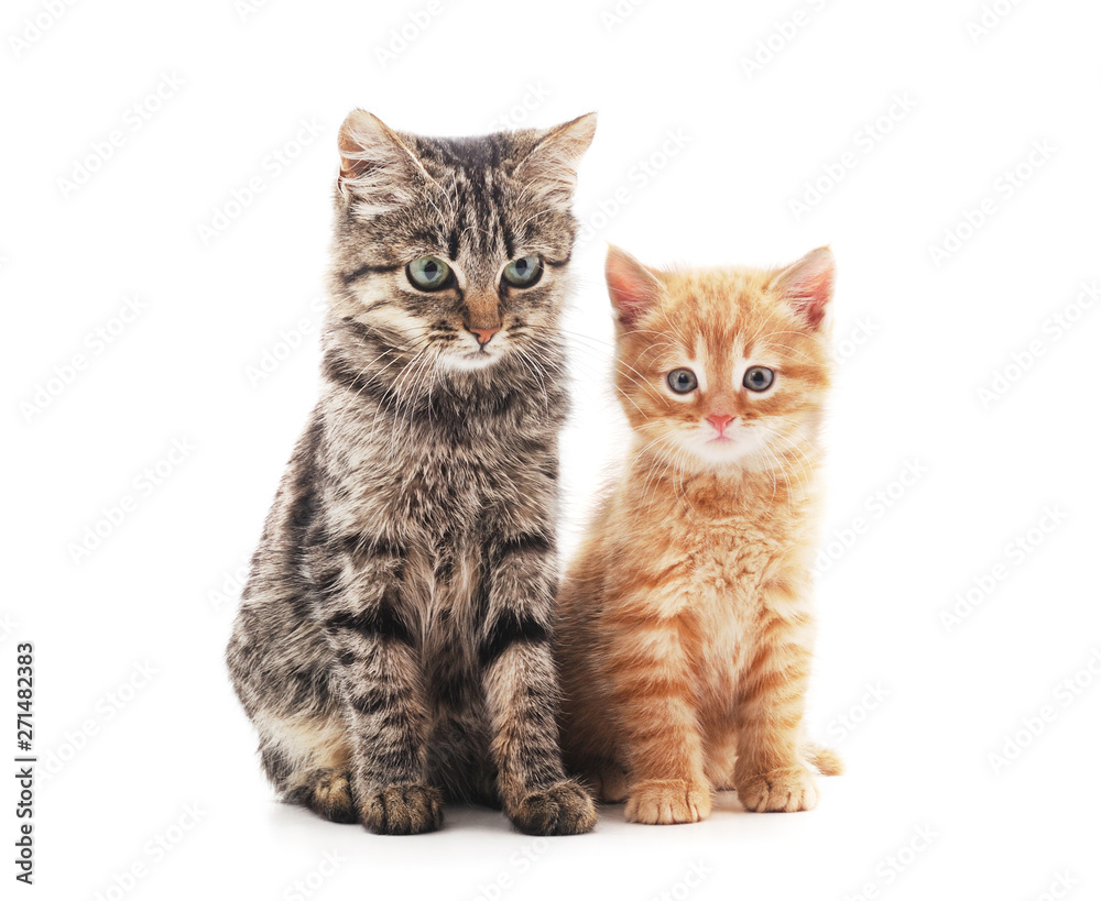 Two small kittens. Two small kittens.