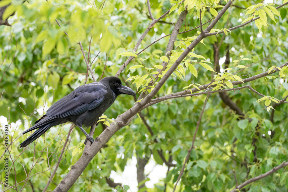 Big black raven sitting on a tree Big black raven sitting on a tree