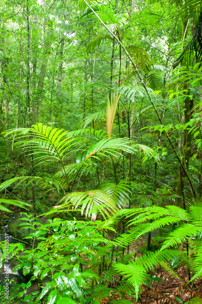 Pure tropical rainforest on rain morning. Pure tropical rainforest on rain morning.