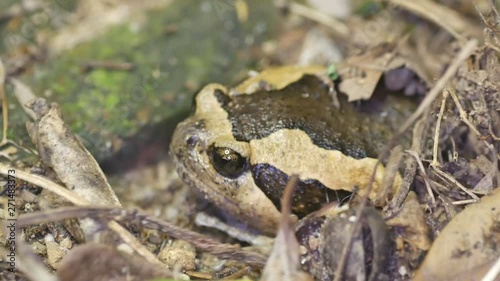 a Banded bullfrog is burrowing the pit in the ground