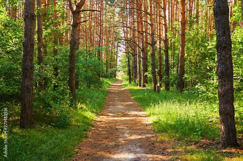 Εκτύπωση καμβά Footpath for people in the green forest. National park.