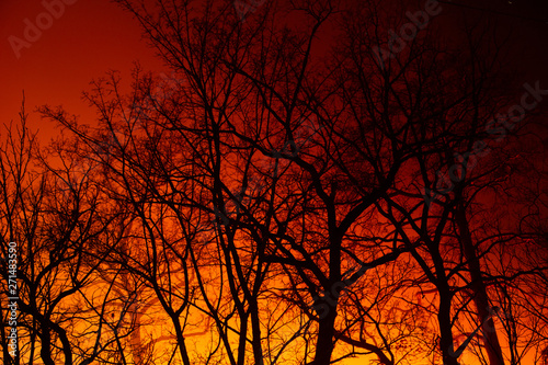 Night fire in the autumn deciduous forest