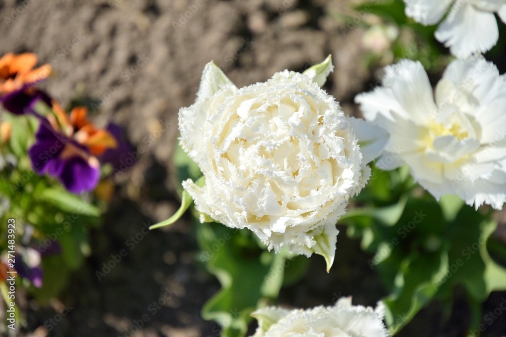 Gorgeous big white tulip with fluffy petals with selective focus on blurred background. White beautiful tulips in the flowerbeds. Beautiful white flower for a romantic date. Summer blooming Gorgeous big white tulip with fluffy petals with selective focus on blurred background. White beautiful tulips in the flowerbeds. Beautiful white flower for a romantic date. Summer blooming