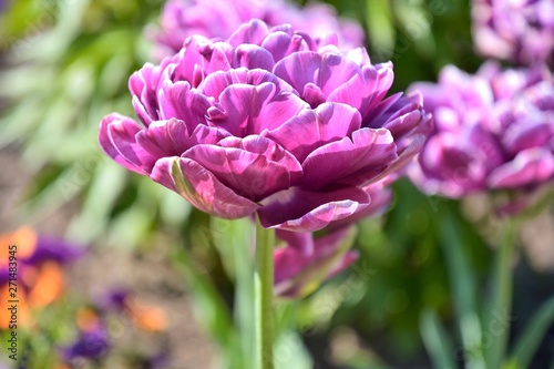 Beautiful lush purple tulip with delicate petals and white edge on the petal with selective focus on blurred background. Big tulip flowers with blurred colorful summer backdrop. Spring tulips blooming