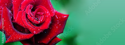 Beautiful red rose flower isolated on turquoise background. Water drops on the petals. Natural texture, selective focus.Banner