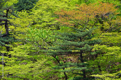 North Korea. Diamond mountains. Mt.Kumgang photo