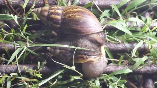 two Giant African snail are mating in the night time