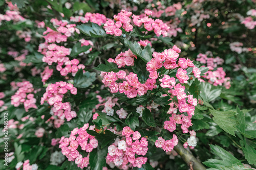 Pauls Scarlet tree in bloom