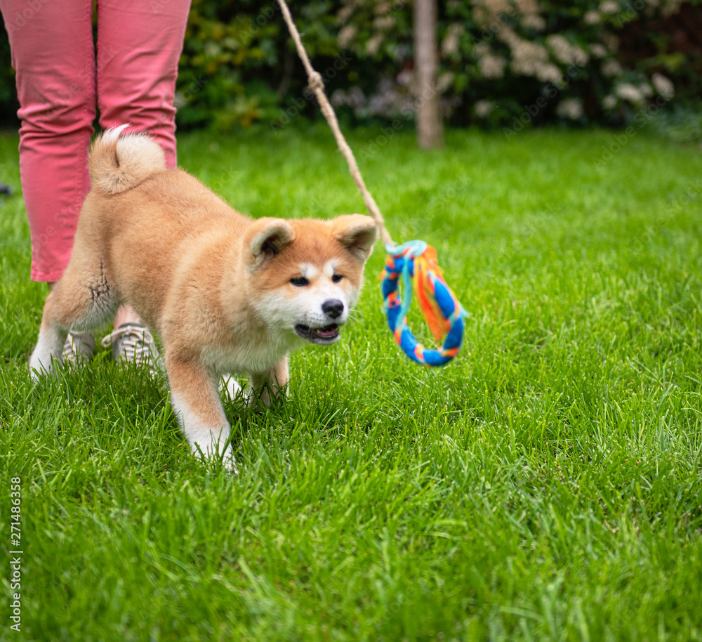 Akita puppy playing in the garden