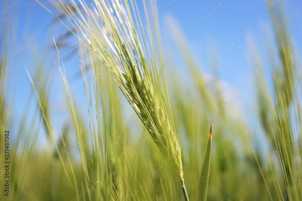 field of wheat