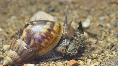 a Giant African snail is eating the decay organic material