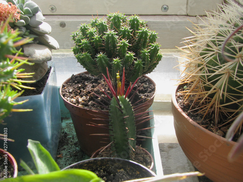 Euphorbia Submammillaris and Euphorbia Enopl plants in collection  photo