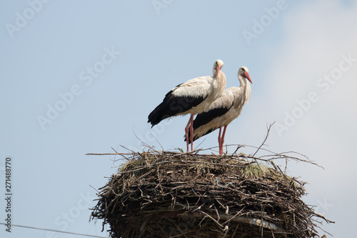 Couple of storks at their nest