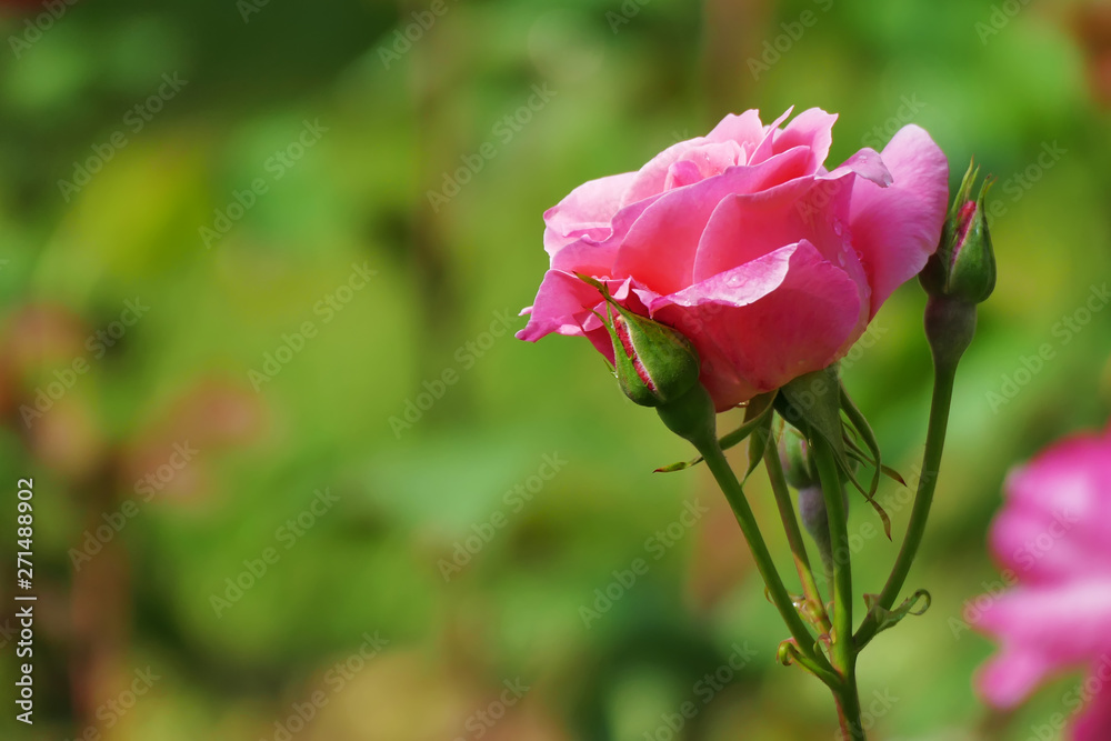 Beautiful pink rose