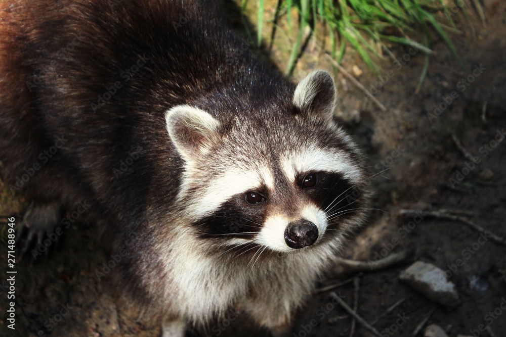 Racoon