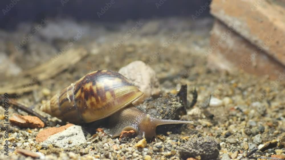 a Giant African snail is slowly moving on the ground a Giant African snail is slowly moving on the ground