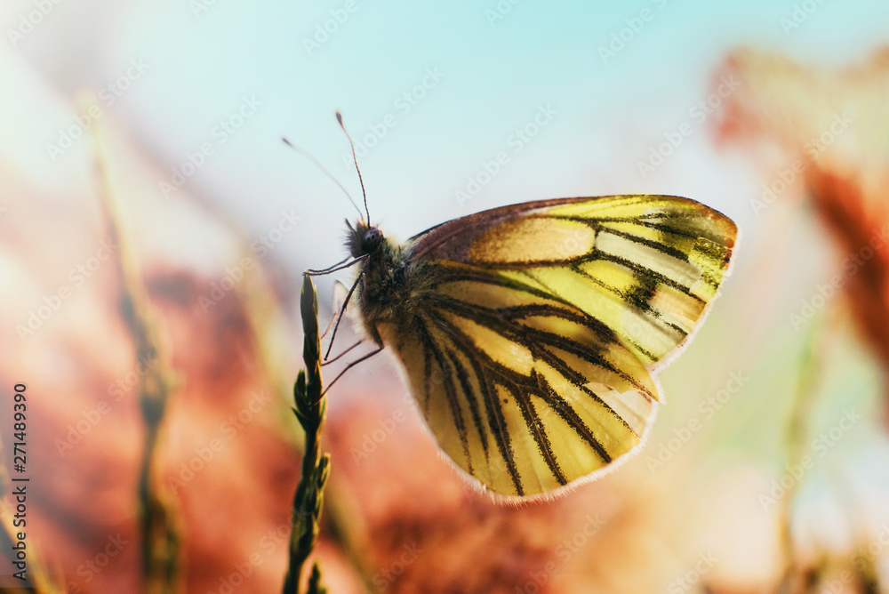 Fototapeta premium Yellow butterfly on a blade of grass at sunset on a warm spring day. Pieris brassicae