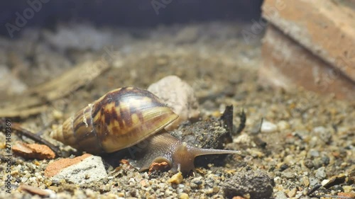 a Giant African snail is slowly moving on the ground