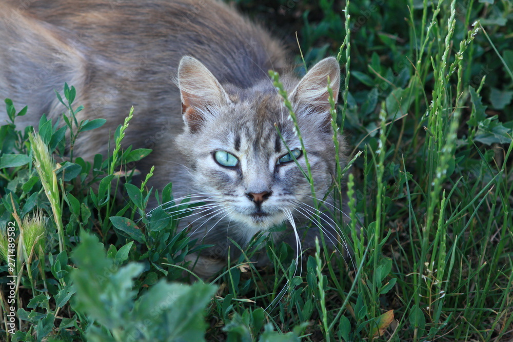 Obraz premium cat on the grass