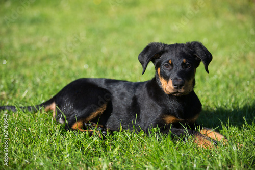chiot beauceron photo