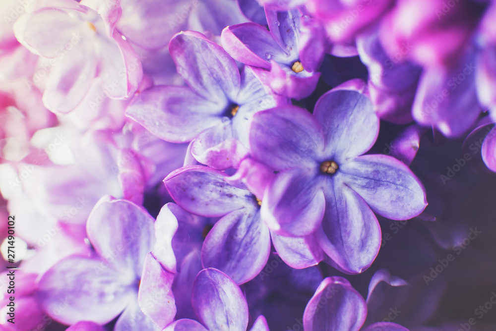 Macro photography. Lilac flowers on a warm spring day in the Park Macro photography. Lilac flowers on a warm spring day in the Park