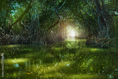 Mangrove forest by the Ria Celestun lake