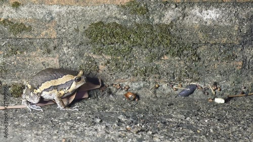 a Banded bullfrog is moving away by jumping