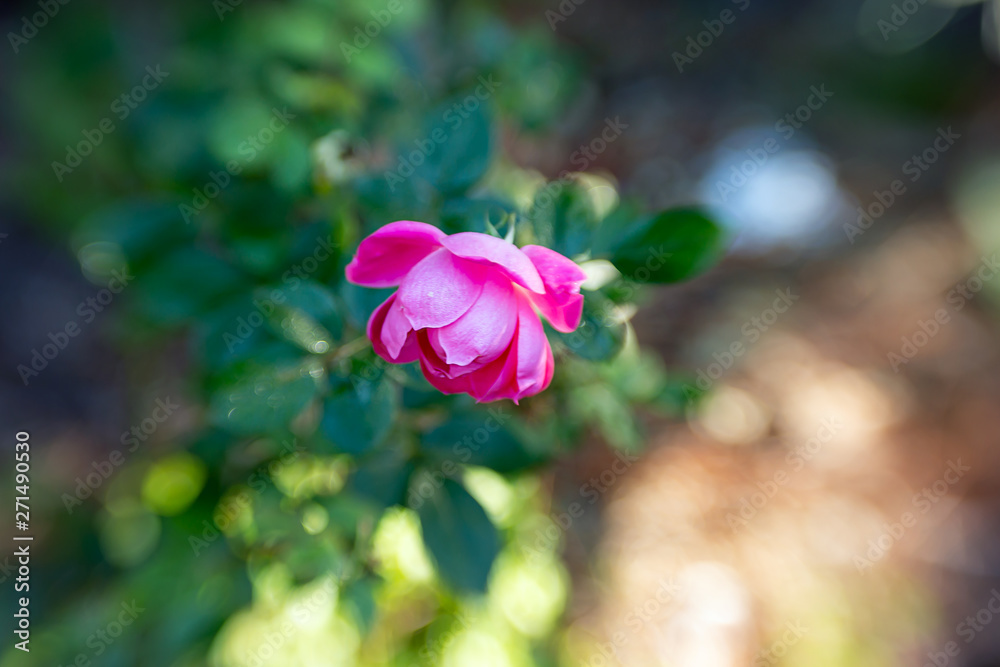 Pink Petals on Bokeh Pink Petals on Bokeh