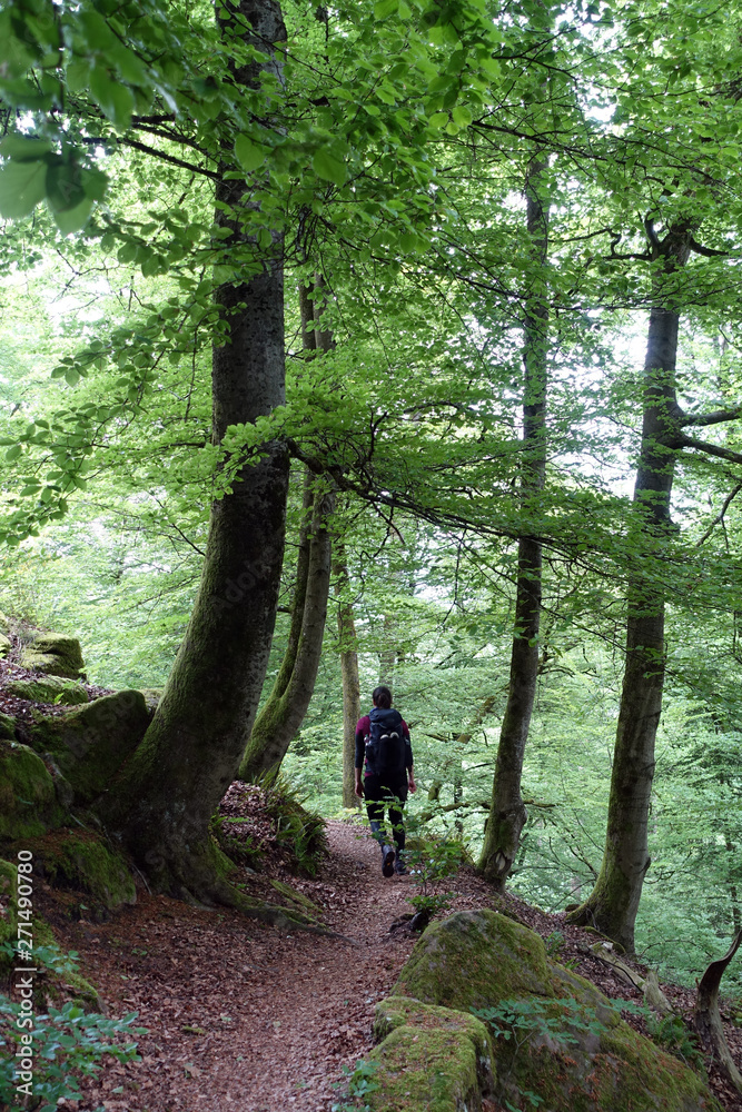 Fototapeta premium Felsenwanderweg Rodalben