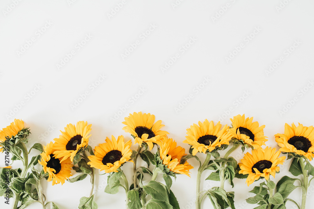 Obraz premium Sunflowers on white background. Flat lay, top view blog hero header.